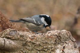 Sosnówka - Periparus ater - Coal Tit