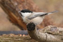Czarnogłówka - Poecile montanus - Willow Tit
