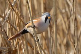 Wąsatka - Panurus biarmicus - Bearded Reedling