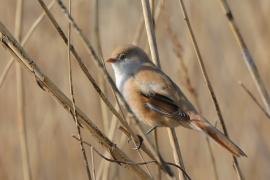 Wąsatka - Panurus biarmicus - Bearded Reedling