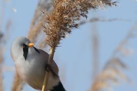 Wąsatka - Bearded Reedling