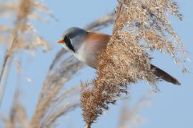 Wąsatka - Panurus biarmicus - Bearded Reedling