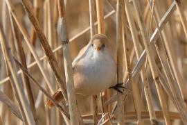 Wąsatka - Panurus biarmicus - Bearded Reedlingll
