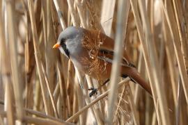 Wąsatka - Panurus biarmicus - Bearded Reedling