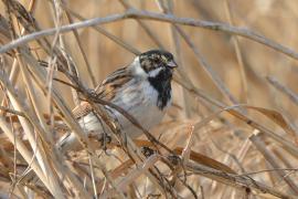 Potrzos - Emberiza schoeniclus - Common Reed Bunting