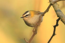 Zniczek - Regulus ignicapilla - Firecrest