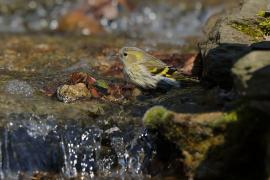Czyż - Spinus spinus - Eurasian Siskin