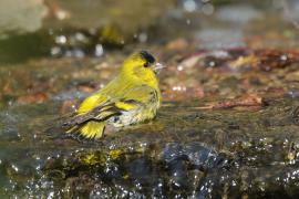 Czyż - Spinus spinus - Eurasian Siskin