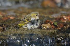 Czyż - Spinus spinus - Eurasian Siskin
