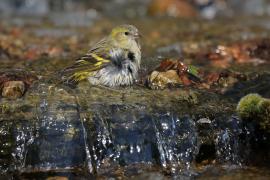 Czyż - Spinus spinus - Eurasian Siskin