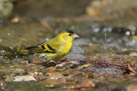Czyż - Spinus spinus - Eurasian Siskin