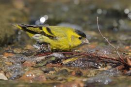 Czyż - Spinus spinus - Eurasian Siskin