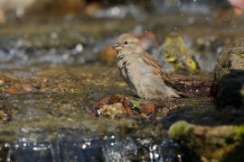 Wróbel - Passer domesticus - House Sparrow
