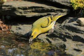 Czyż - Spinus spinus - Eurasian Siskin