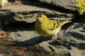 Czyż - Spinus spinus - Eurasian Siskin