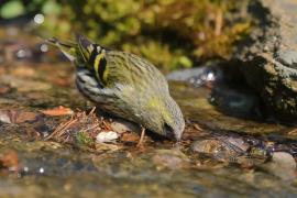Czyż - Spinus spinus - Eurasian Siskin
