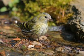 Czyż - Spinus spinus - Eurasian Siskin