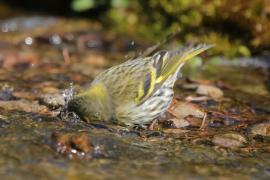 Czyż - Spinus spinus - Eurasian Siskin
