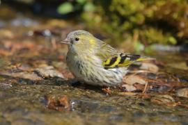 Czyż - Spinus spinus - Eurasian Siskin