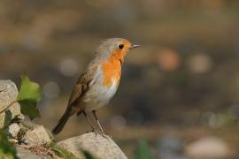 Rudzik - Erithacus rubecula - European Robin