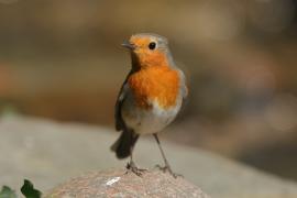 Rudzik - Erithacus rubecula - European Robin