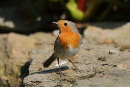 Rudzik - Erithacus rubecula - European Robin