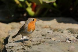 Rudzik - Erithacus rubecula - European Robin