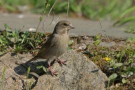 Dzwoniec - Chloris chloris - Greenfinch