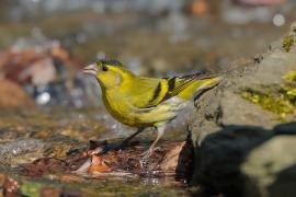 Czyż - Spinus spinus - Eurasian Siskin