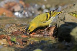 Czyż - Spinus spinus - Eurasian Siskin