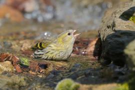 Czyż - Spinus spinus - Eurasian Siskin