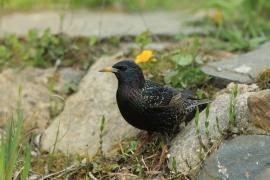 Szpak - Sturnus vulgaris - Common Starling