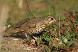 Śpiewak - Turdus philomelos - Song Thrush