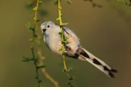 Raniuszek - Aegithalos caudatus - Long-tailed Tit
