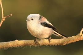 Raniuszek - Aegithalos caudatus - Long-tailed Tit
