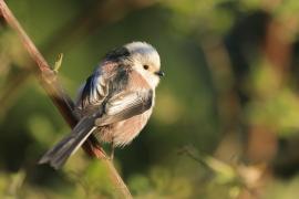 Raniuszek - Aegithalos caudatus - Long-tailed Tit