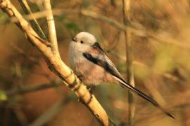 Raniuszek - Aegithalos caudatus - Long-tailed Tit