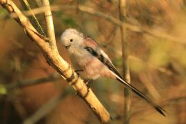 Raniuszek - Aegithalos caudatus - Long-tailed Tit