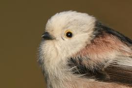 Raniuszek - Aegithalos caudatus - Long-tailed Tit