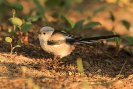 Raniuszek - Aegithalos caudatus - Long-tailed Tit