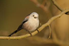 Raniuszek - Aegithalos caudatus - Long-tailed Tit