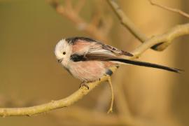 Raniuszek - Aegithalos caudatus - Long-tailed Tit