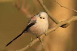 Raniuszek - Aegithalos caudatus - Long-tailed Tit