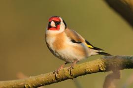 Szczygieł - Carduelis carduelis - European Goldfinch