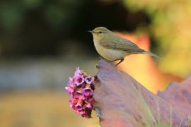 Piecuszek - Phylloscopus trochilus - Willow Warbler