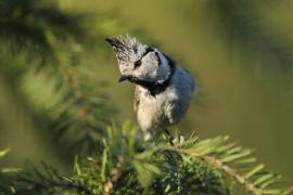 Czubatka  - Crested Tit