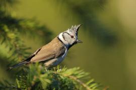 Czubatka  - Crested Tit