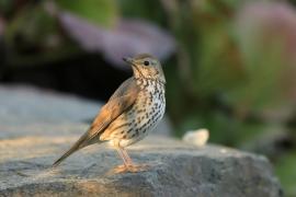 Śpiewak - Turdus philomelos - Song Thrush