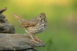 Śpiewak - Turdus philomelos - Song Thrush