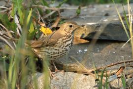 Śpiewak - Turdus philomelos - Song Thrush